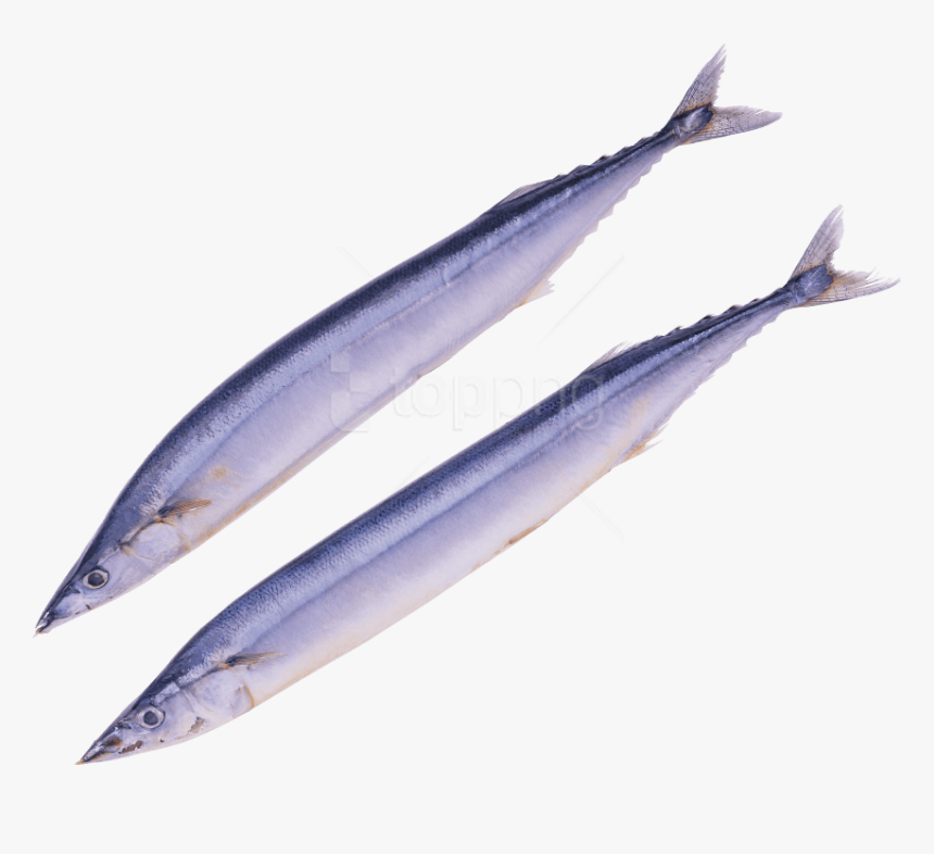 Fish Png Image - Pacific Saury Png, Transparent Png