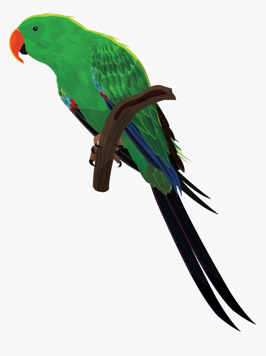 All Birds Images Png, Transparent Png