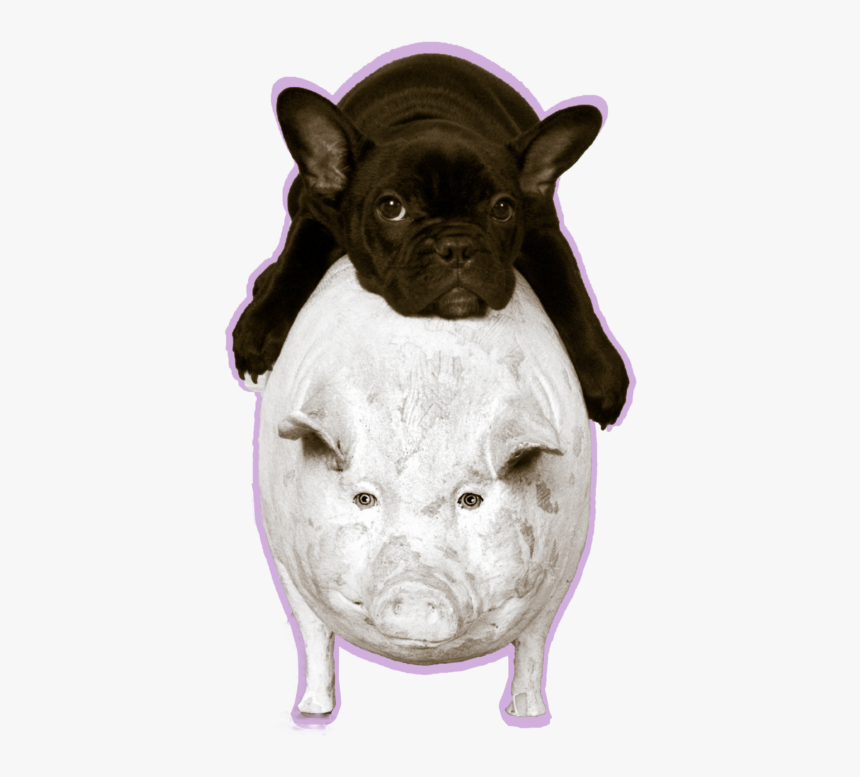 Domestic Pig, HD Png Download