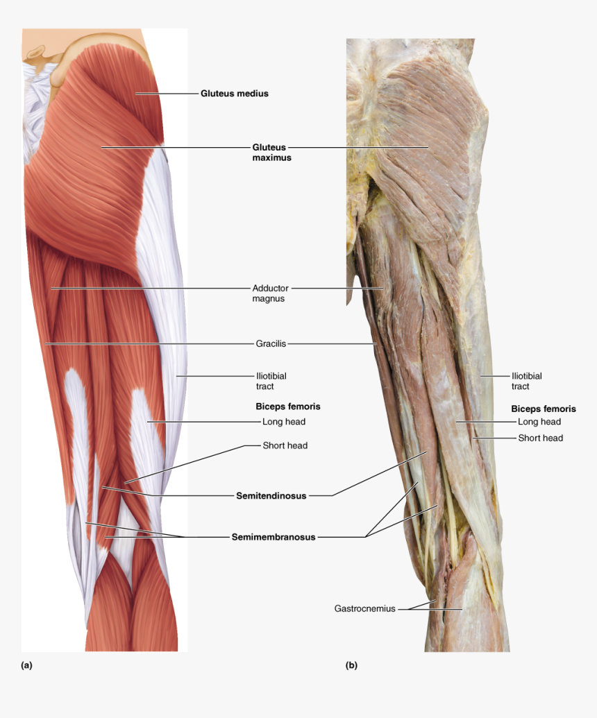 Biceps Femoris Adductor Magnus, HD Png Download