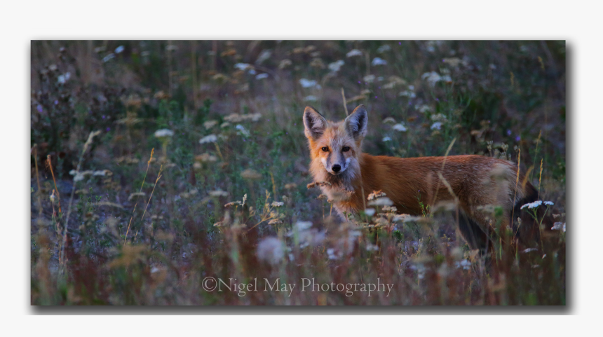 Swift Fox, HD Png Download