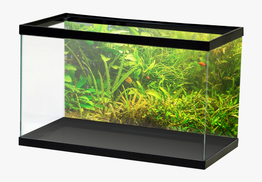 Fresh Greenplants - Aquarium Background Red, HD Png Download