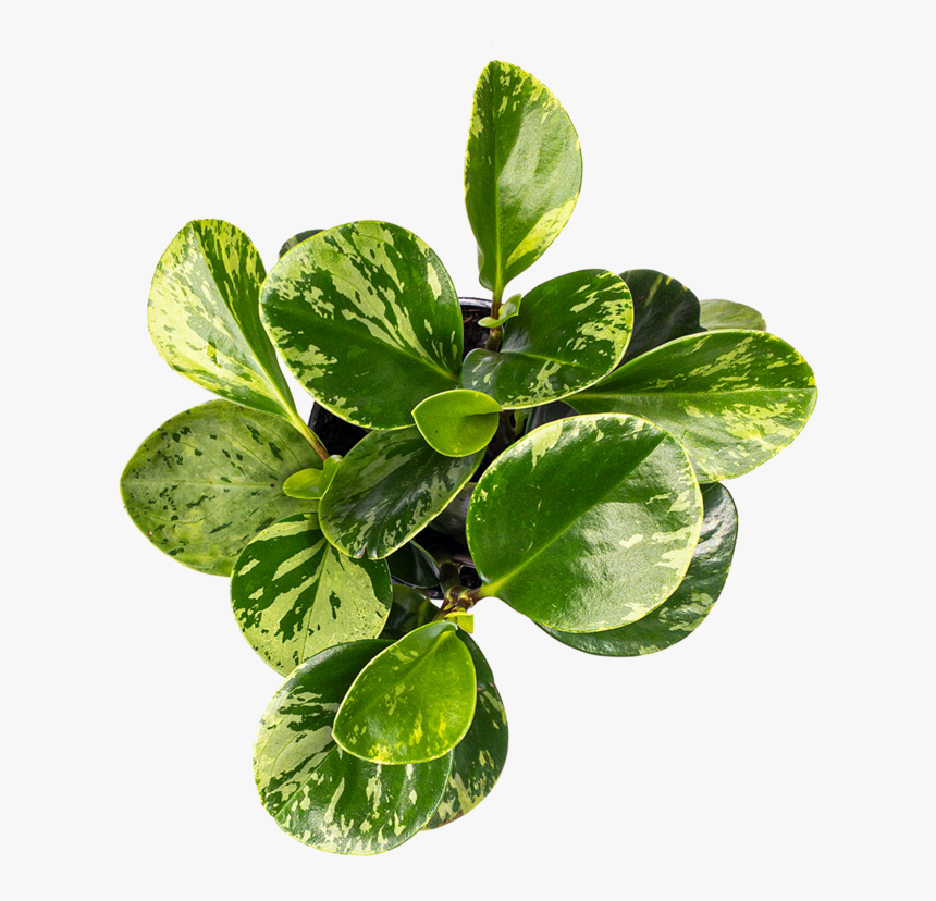 Peperomia Care - Plant From Above Png, Transparent Png