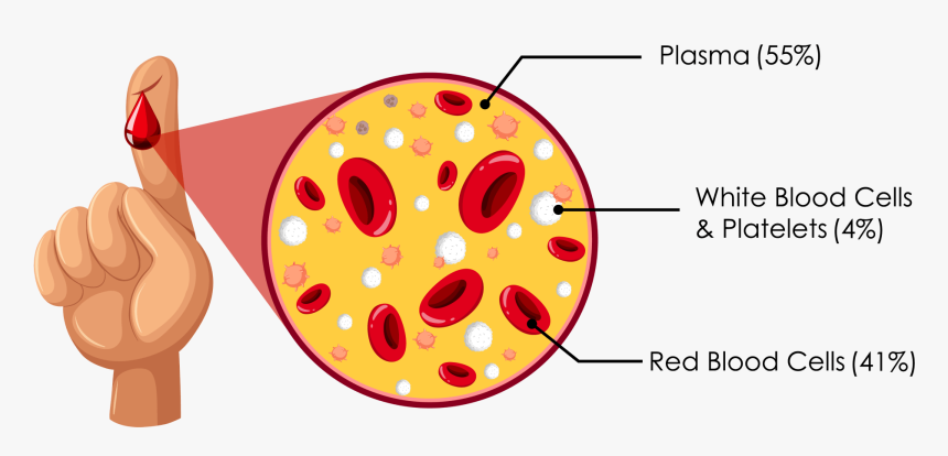 Blood-composition - Composition Of Blood, HD Png Download