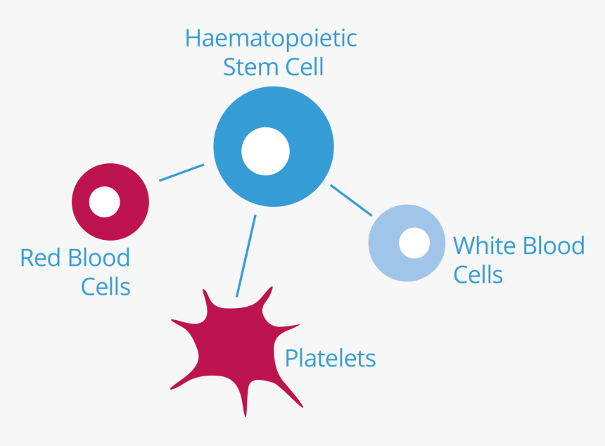 Cord Blood, HD Png Download