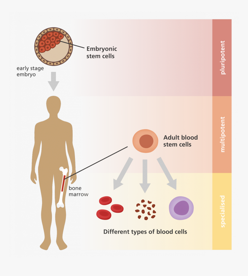 Adult Embryonic Stem Cells, HD Png Download
