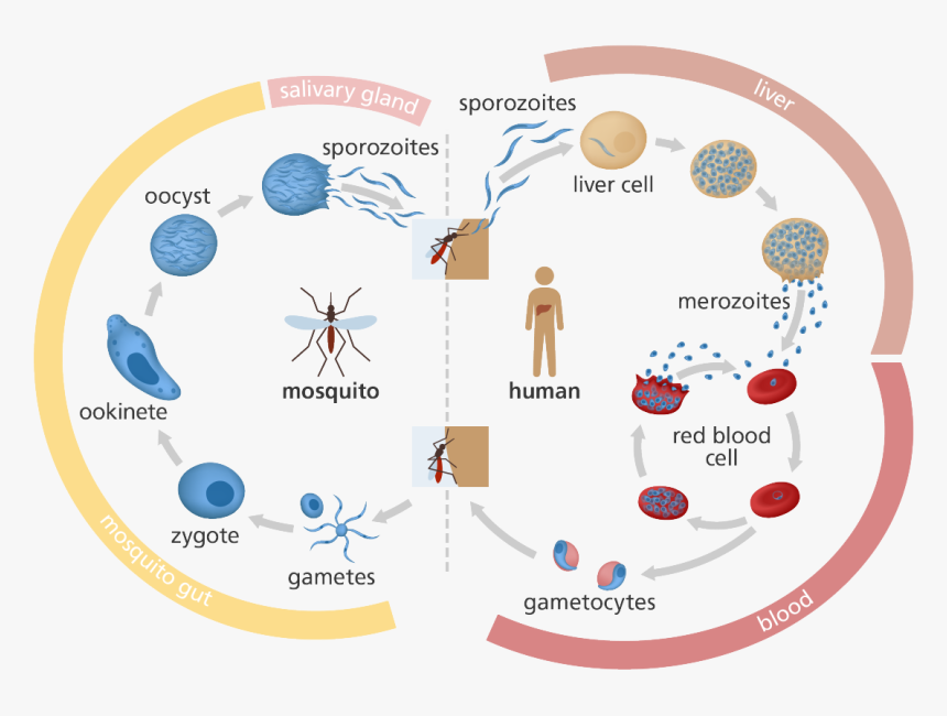Malaria Life Cycle Gcse, HD Png Download