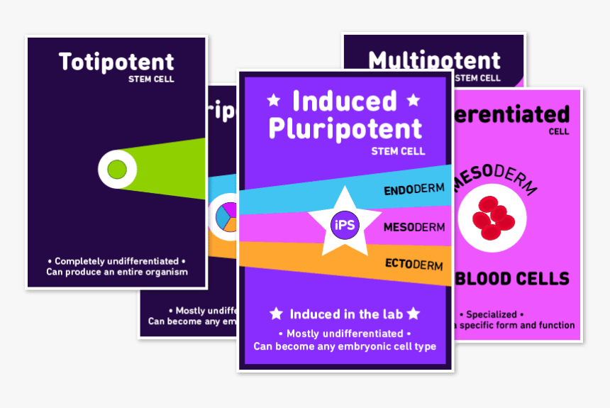 Array Of Card Faces From The Deck - Graphic Design, HD Png Download