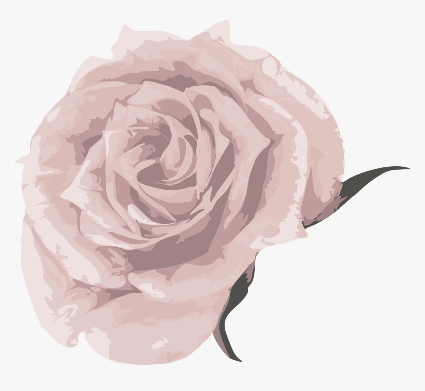 Garden Roses, HD Png Download