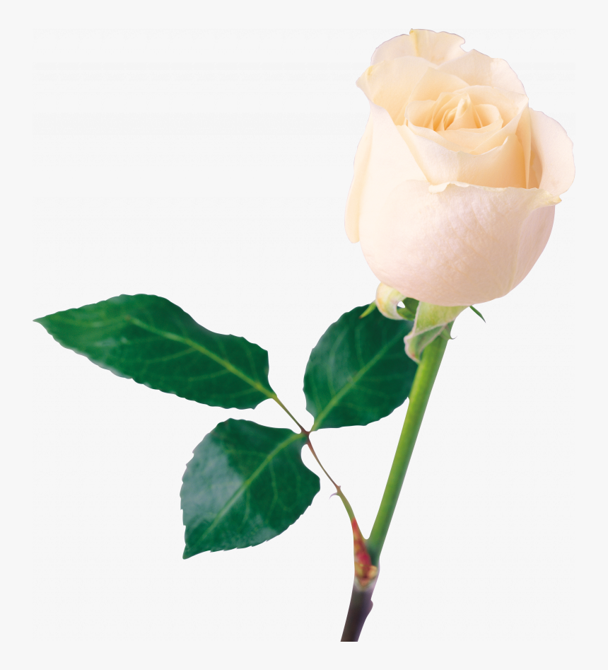 Best Free White Roses Png Image - Transparent Png White Rose, Png Download