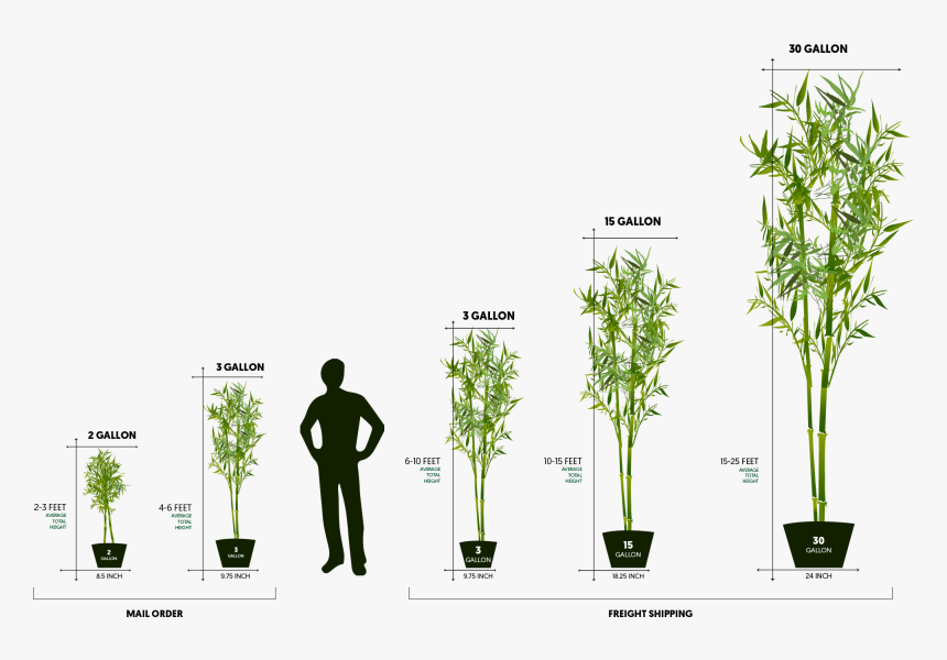 Large Bamboo, HD Png Download