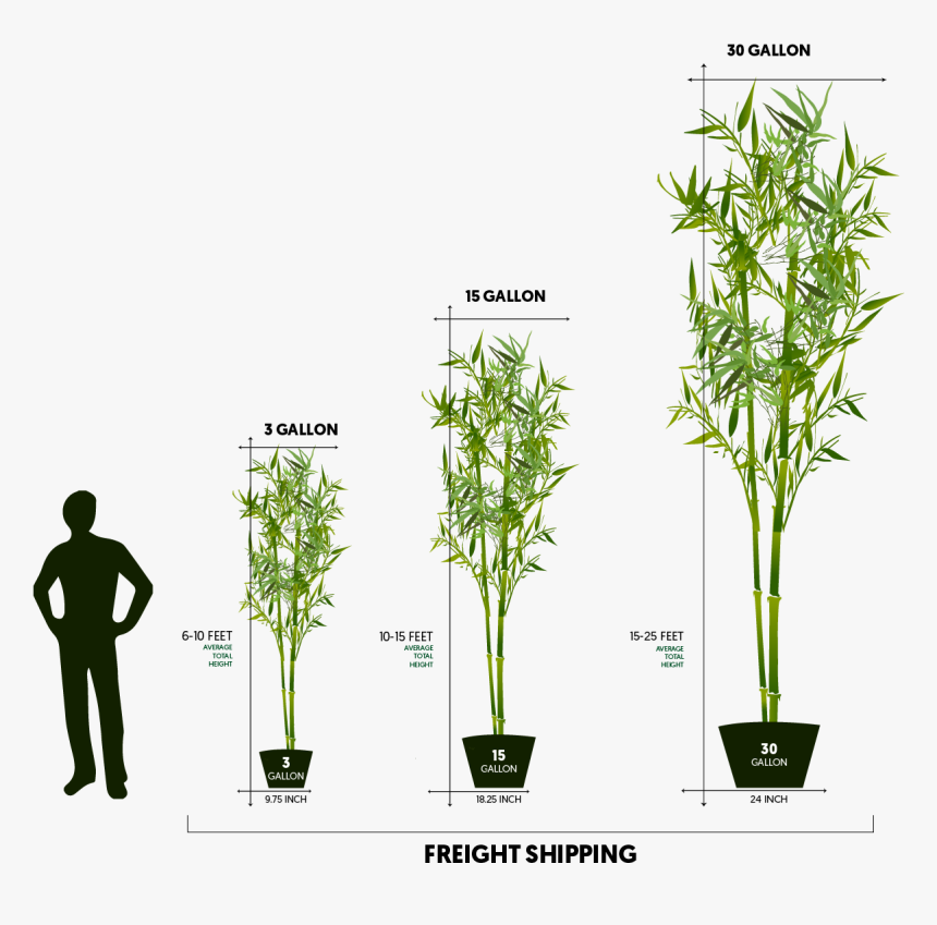 Freight Sizes - Houseplant, HD Png Download
