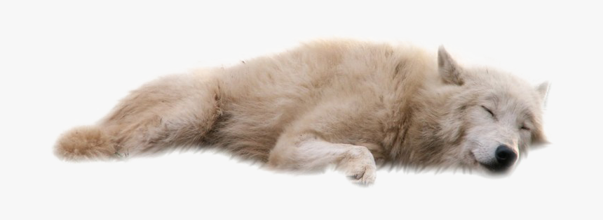 Wolf Png Free Download - Wolf With A White Backround, Transparent Png