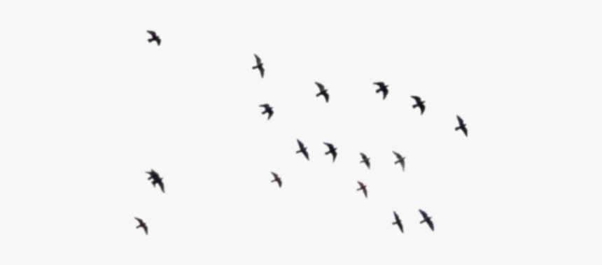 Black Bird Png Grey Background, Transparent Png