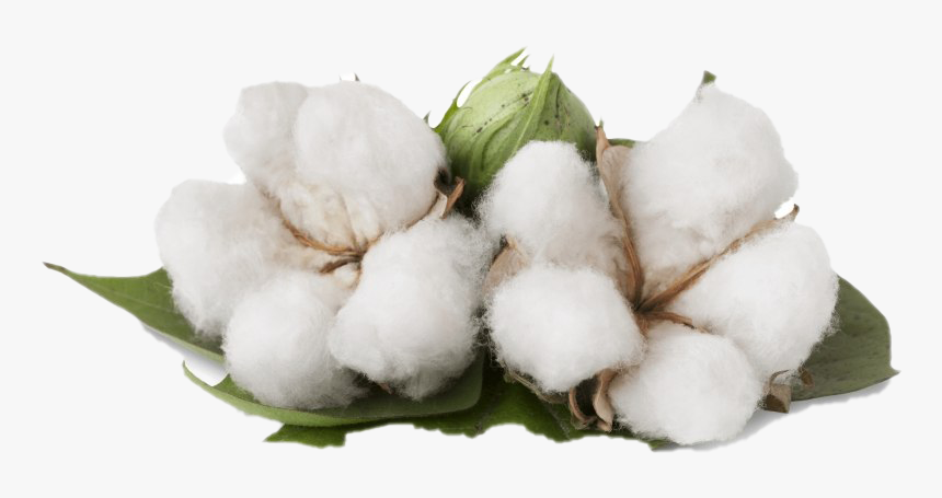 Benefits Of Cotton Plant, HD Png Download
