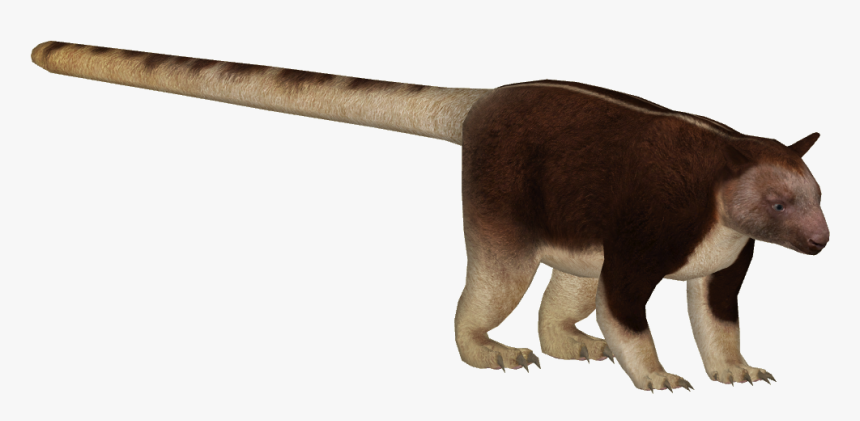 Goodfellow S Tree Kangaroo - Tree Kangaroo Png, Transparent Png