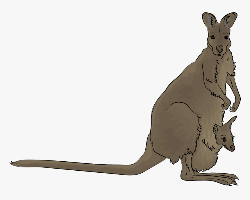 Kangaroo, HD Png Download