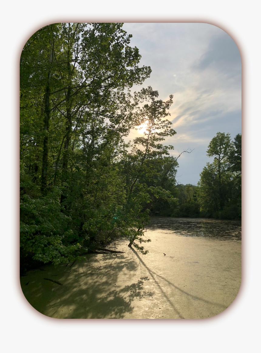 Grove, HD Png Download
