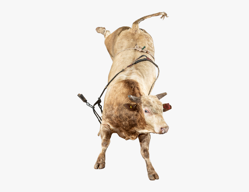 The Right Stuff - Bull, HD Png Download
