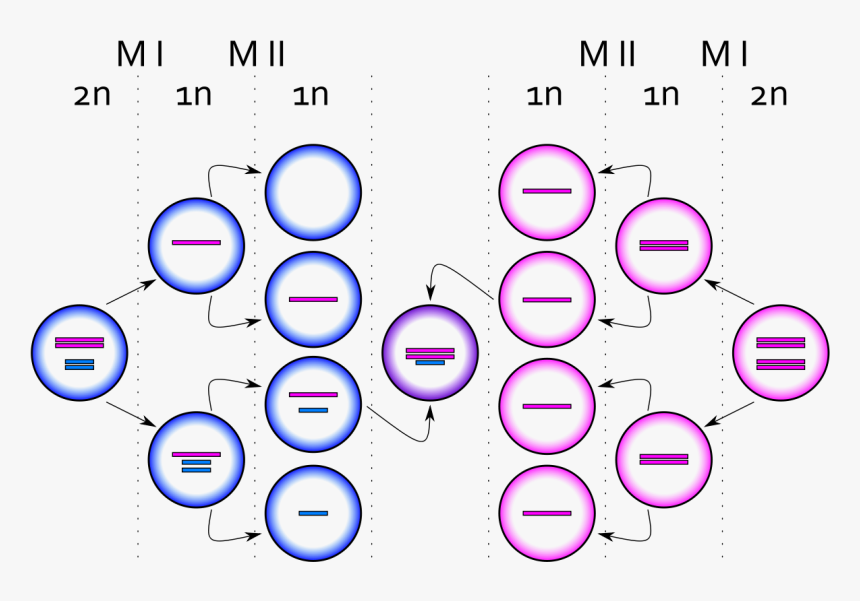Xxy Syndrome M - Sindrome De Klinefelter Meiosis, HD Png Download