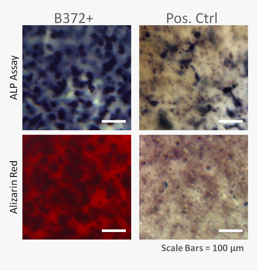 Carmine, HD Png Download