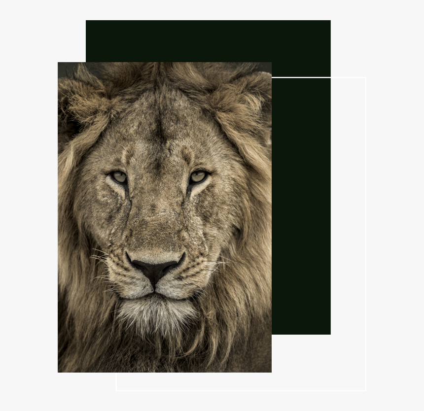 Tcb Front Lion - Male Lion Close Up, HD Png Download