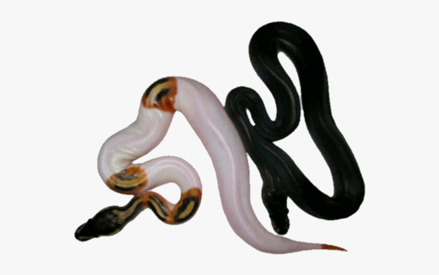 Image - Smooth Earth Snake, HD Png Download