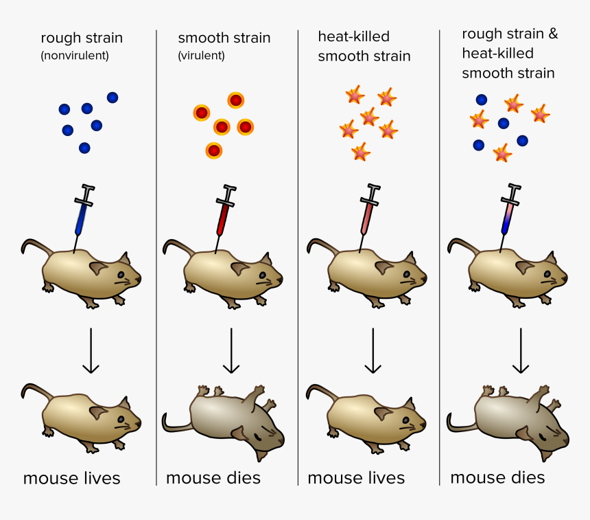 Dna Is A Genetic Material Experiments, HD Png Download