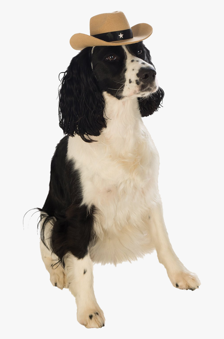 Dog With Cowboy Hat, HD Png Download