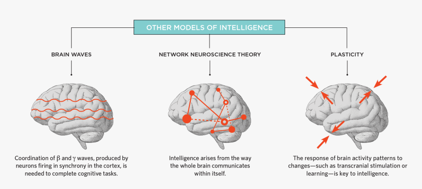 Human Beings Are Intelligent And Different From Animals, HD Png Download