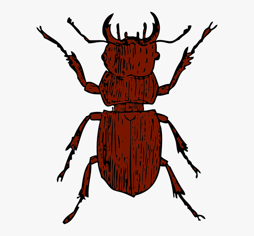 Stag Beetle Clipart, HD Png Download