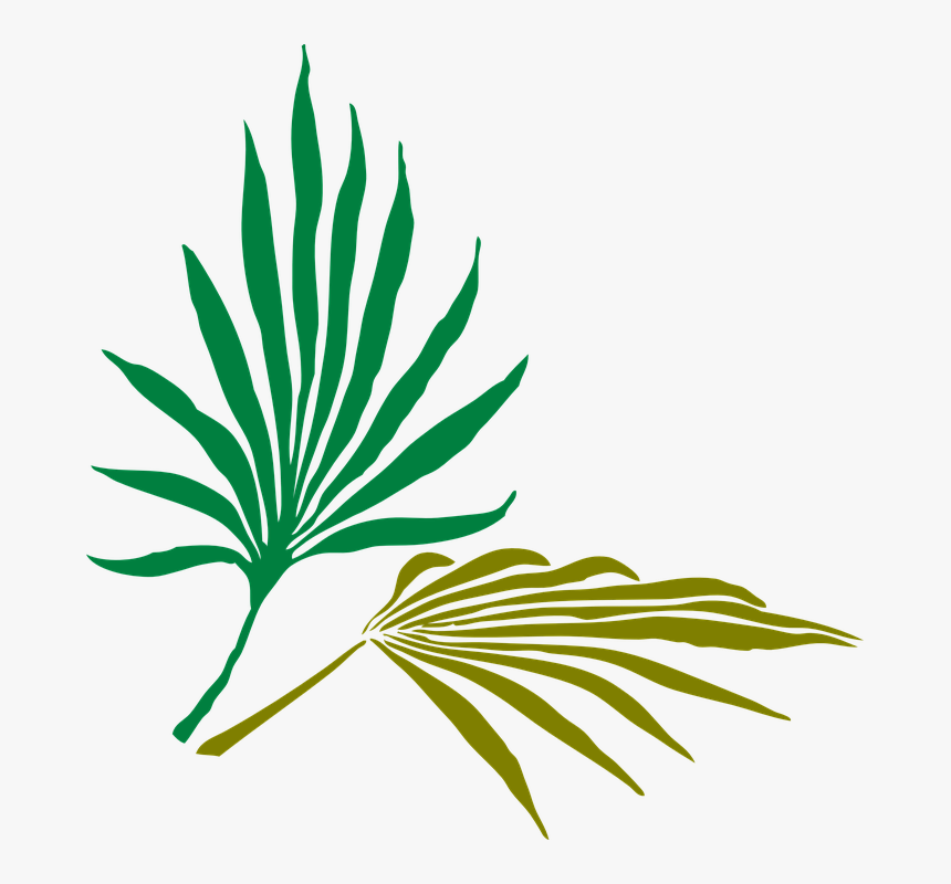 Palm Leaves, Palm, Tropical, Nature, Green, Summer - Palm Frond Clip Art, HD Png Download