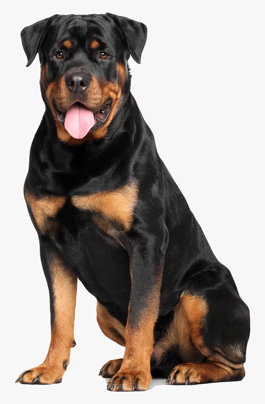 Rottweiler White Background, HD Png Download