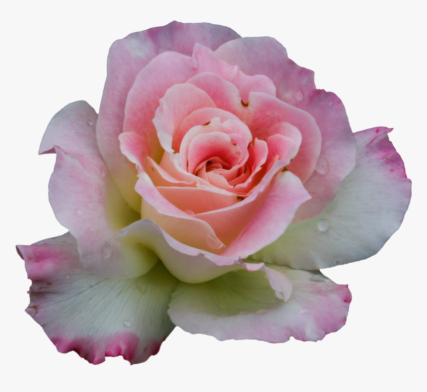 Garden Roses, HD Png Download