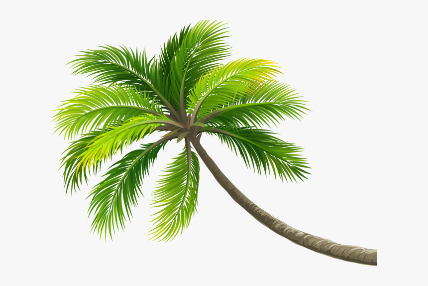 #summer #palm #palmera #ftestickers #ftstickers #stickers - Beach Coconut Tree Png, Transparent Png