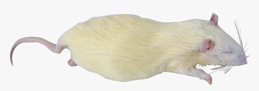 Rat, HD Png Download