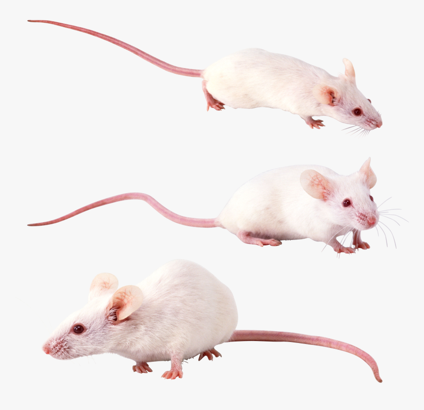 Mouse, Rat Png Image - Белая Крыса Png, Transparent Png