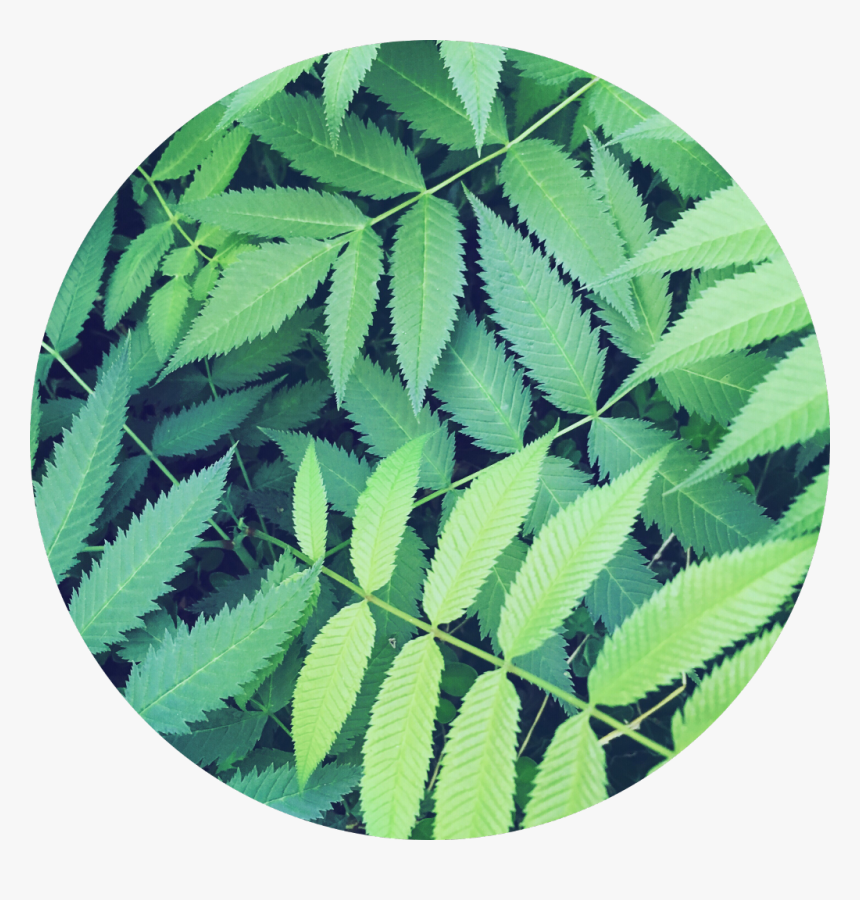 Transparent Jungle Background Clipart - Circle Background Png Leaves, Png Download