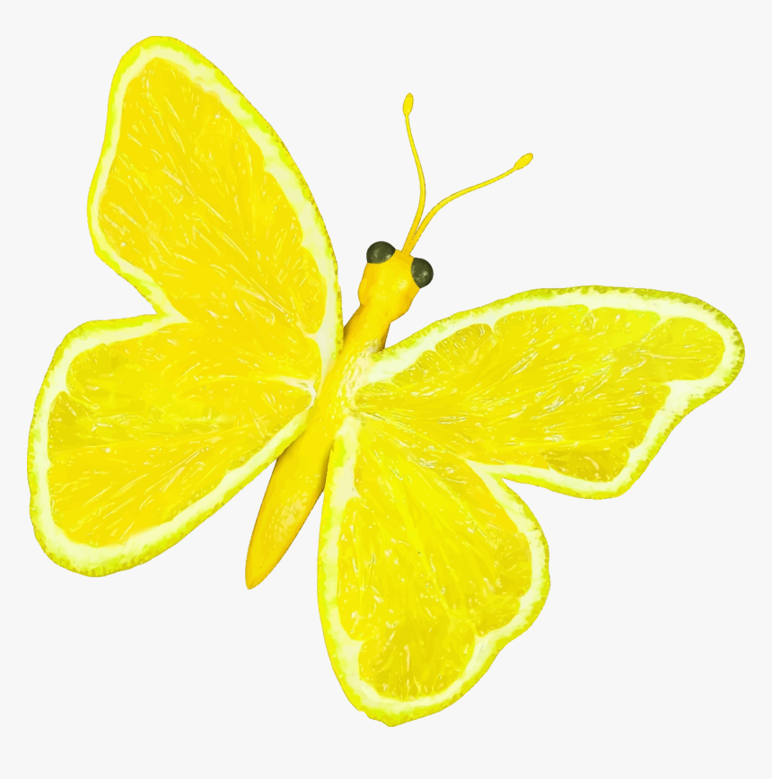 Citrus Fruit Butterfly Clip Arts - Lemon Butterfly, HD Png Download