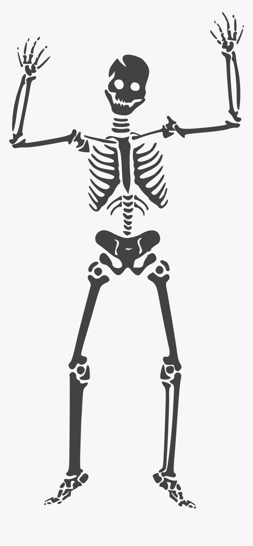 Skeleton Clipart Transparent - Skeleton Vector, HD Png Download