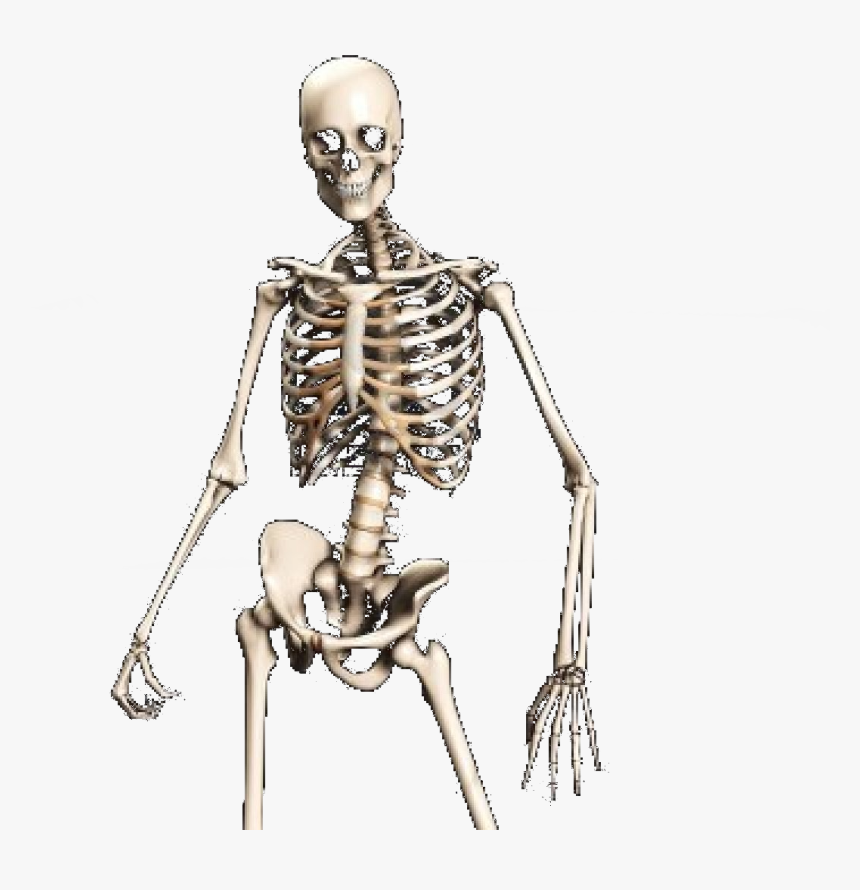 Transparent Pictures Free Icons - Transparent Skeleton Png, Png Download