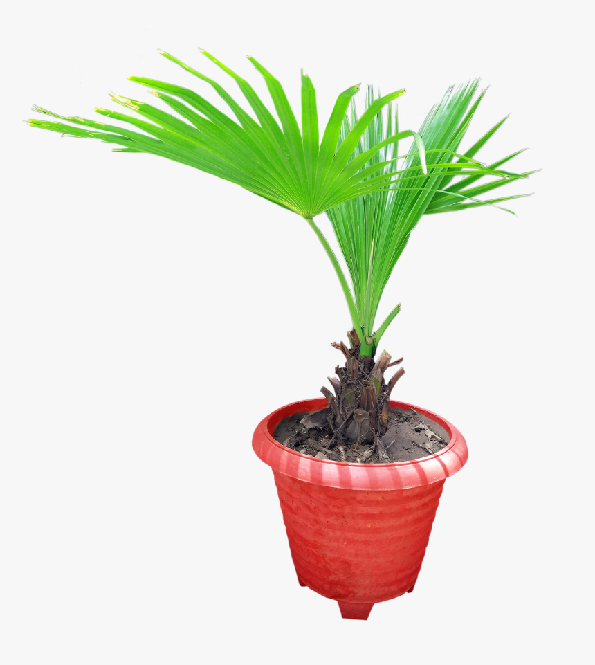 Graphics Pic - Houseplant, HD Png Download