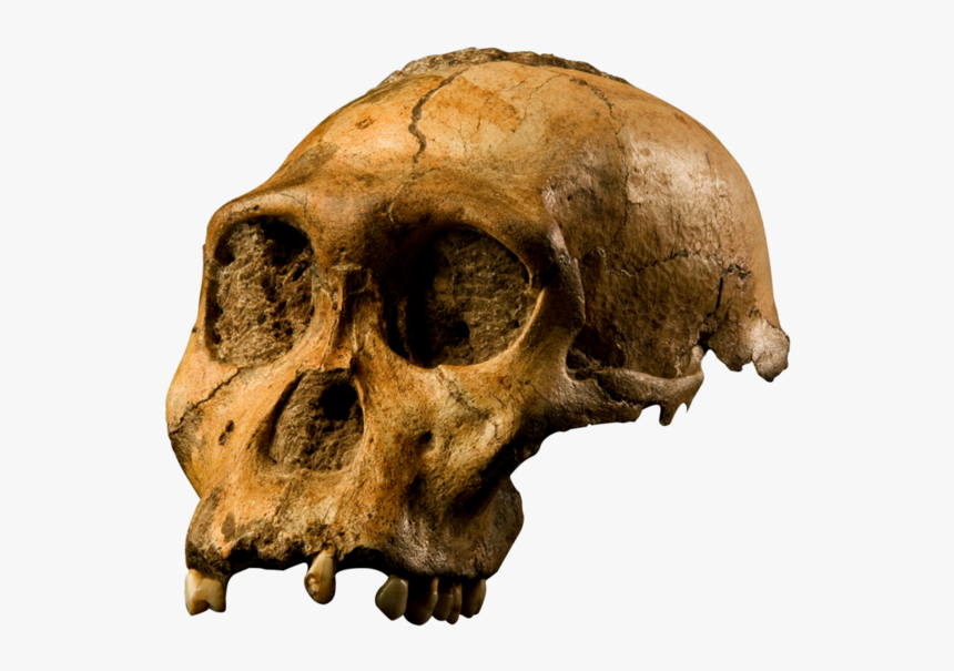 Australopithecus Sediba Skull, HD Png Download
