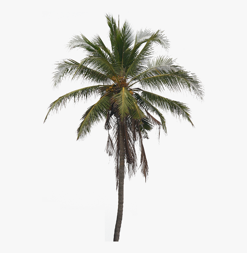 Transparent Coconut Tree Png, Png Download