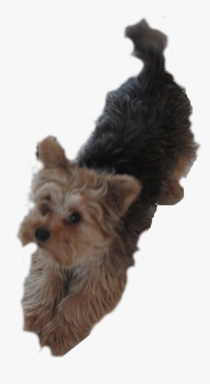 Transparent Puppy Clipart - Clipart Yorkie Dog, HD Png Download