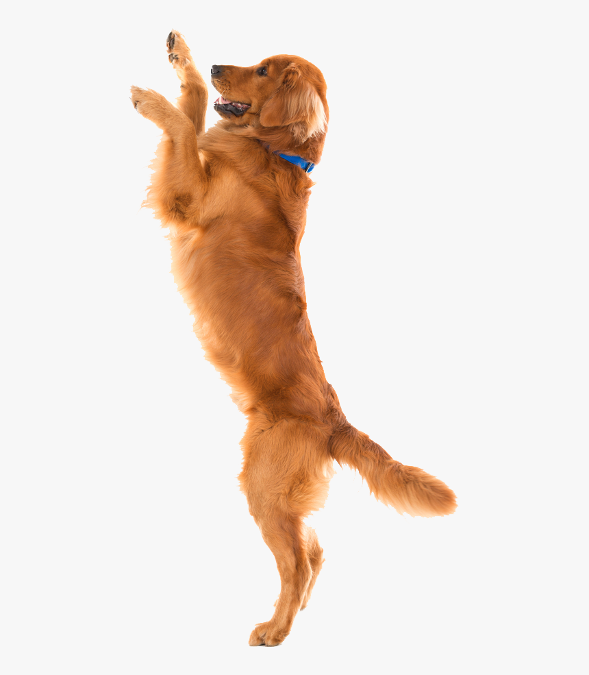 Dog Toys Pet Shop Flirt Pole - Beaphar Joint Sticks, HD Png Download