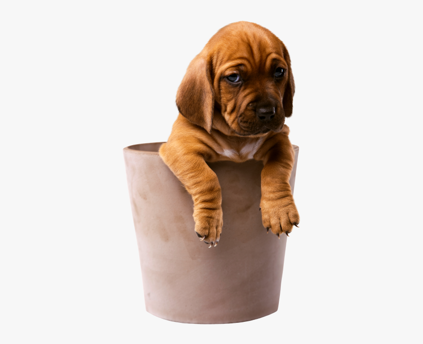 Puppy, HD Png Download