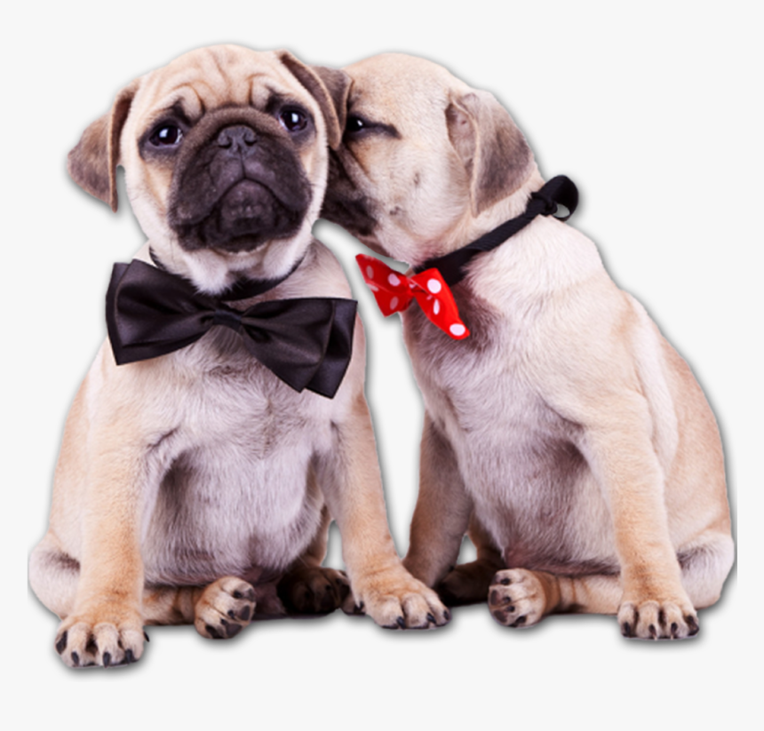 Pug Puppies Png, Transparent Png