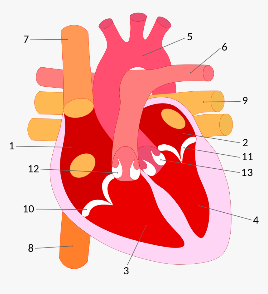 Parts Of Heart Transparent, HD Png Download