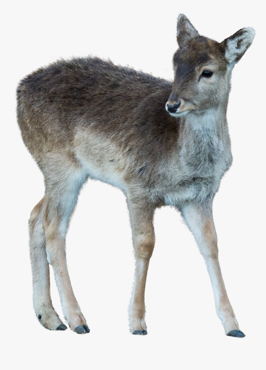 Wild Animals Pictures Transparent, HD Png Download